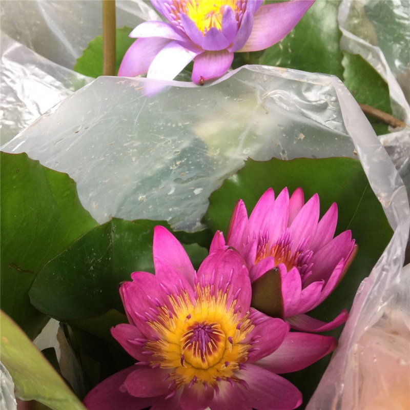 素蜜睡莲带花苞荷花水生花卉鲜花水养原盆原土庭院水池塘四季花开