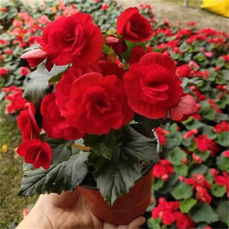 �����ﺣ���ļ�����õ�庣���������ﺣ�����ذ���������������Ի��ܺ��� ��ɫ ����