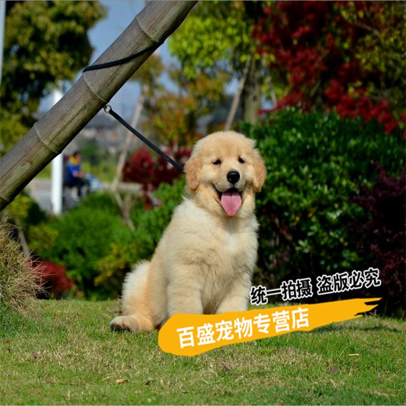 别态萌 纯种赛级血统金毛犬 幼犬活体家养宠物狗 巡回犬  宠物伴侣犬