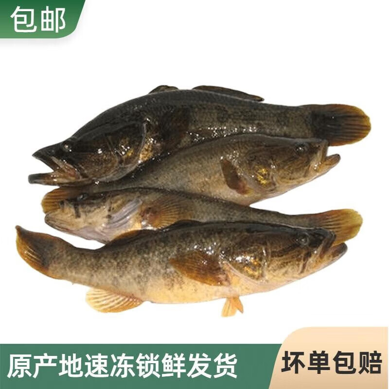 十里馋东北老头鱼黑龙江开江鱼新鲜 1500克山胖头鲜活速冻3斤 原味