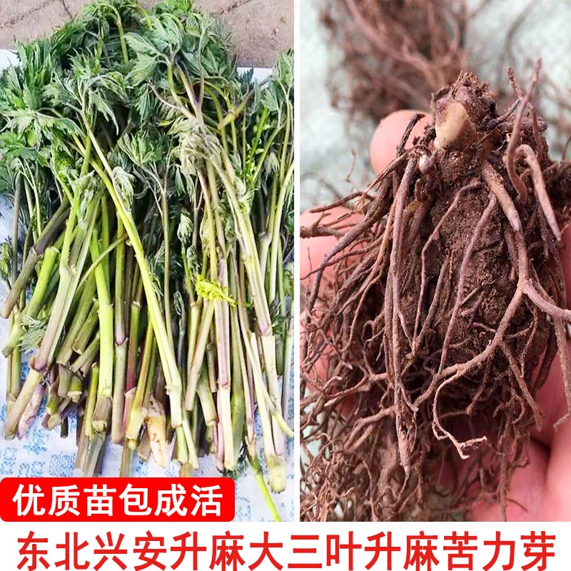 禾之润东北升麻苗山野菜苗中草药苗苦窿芽种根苦力芽种苗苦嫩芽苦老芽