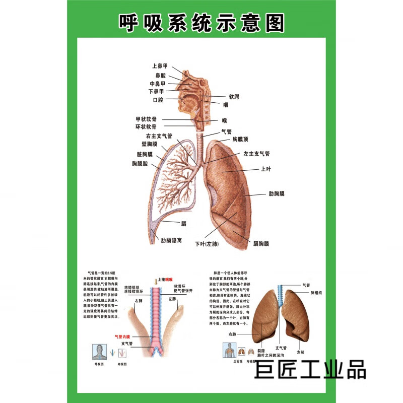 定制适用呼吸示意图医院人体解剖图肺部呼吸海报画疾病展板 呼吸示意