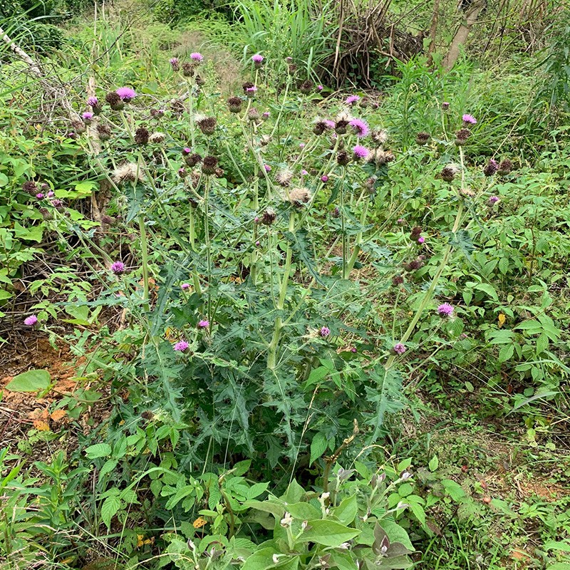 【官方旗舰】大蓟根新鲜农家野外自挖草刺蓟马蓟虎蓟刺儿菜草药炖汤