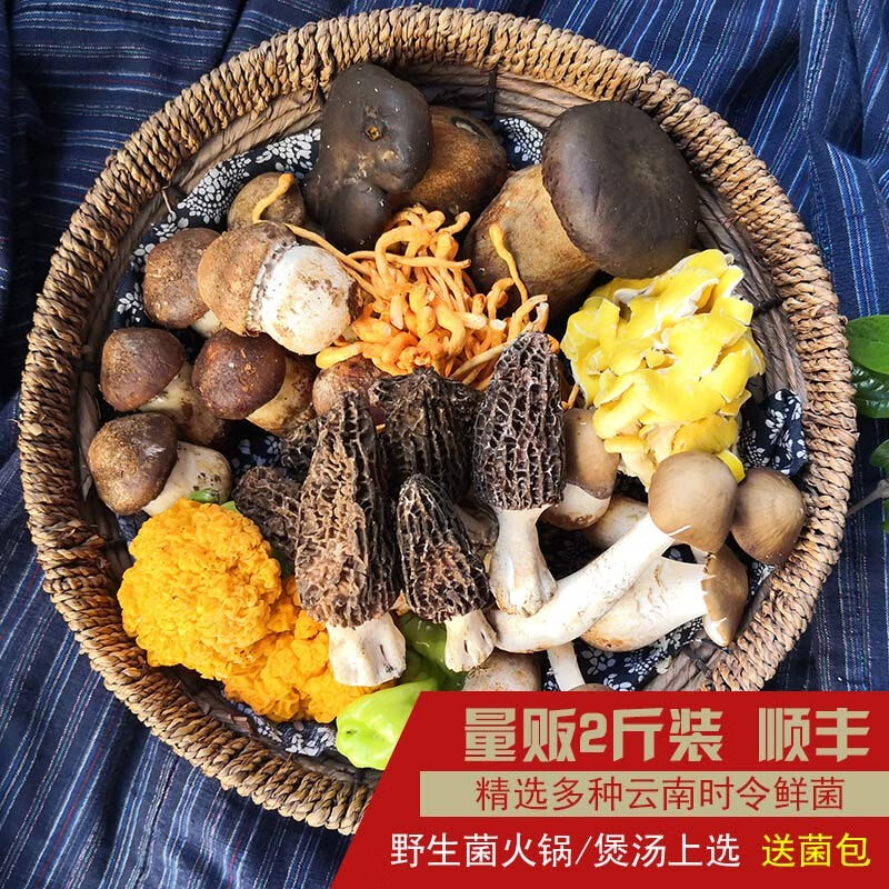 山野云涧云南野生菌组合1kg混合新鲜菌子礼盒羊肚菌杂菌火锅涮菜野菌