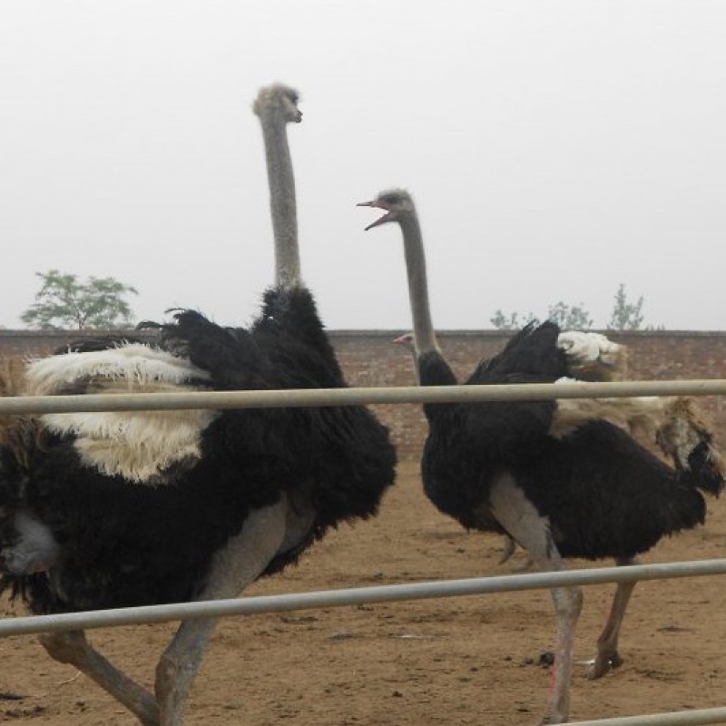 十里馋鸵鸟蛋 新鲜食用鸵鸟蛋礼盒鸸鹋蛋食用中秋节活体小鸵鸟苗不