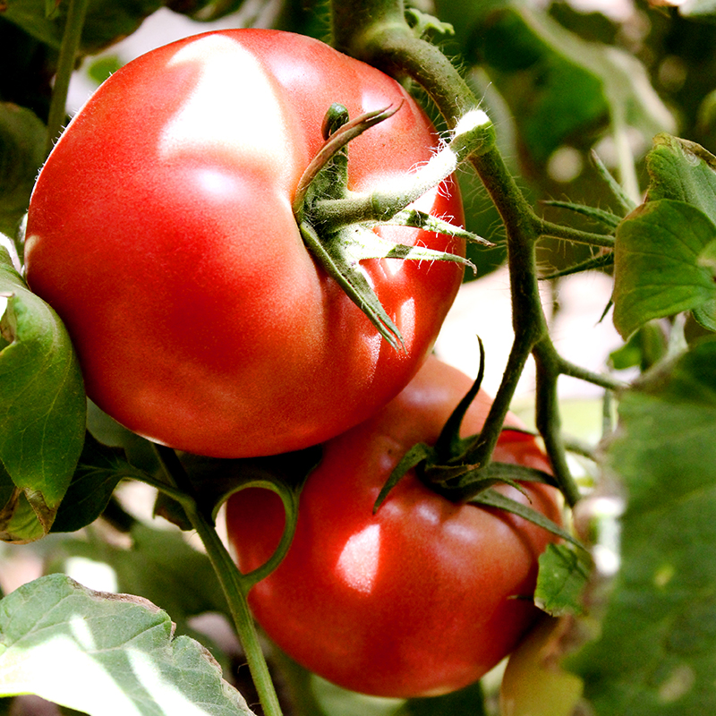 宜享健康新疆番茄丁酱6*215g自然成熟无添加新鲜去皮西红柿罐头家用调