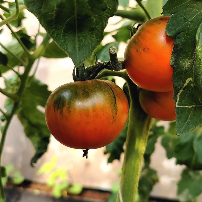 锄新农业北京原生态番茄，西红柿，柿子 日本原味一号2250g