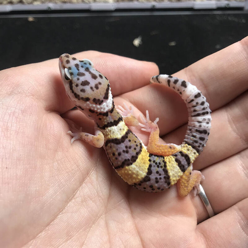 豹纹守宫活体守宫活物宠物幼体成体入门级爬宠豹 靓点高黄