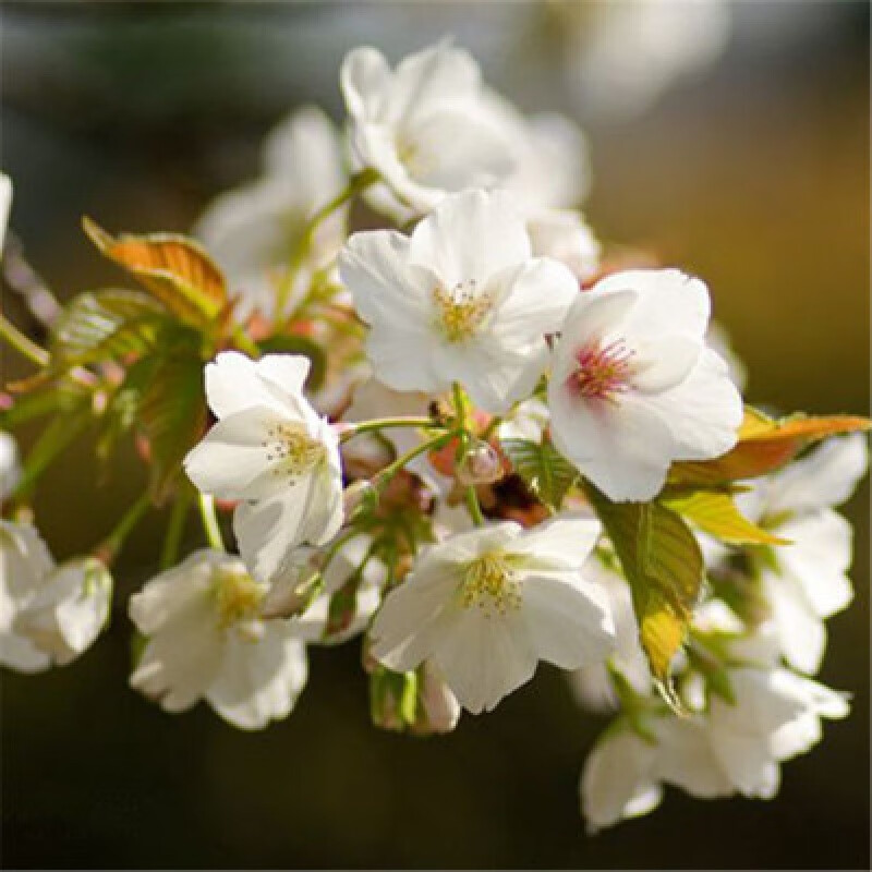 树苗进口日本樱花树苗点缀庭院风景盆栽地栽易成活 大岛樱樱花3公分