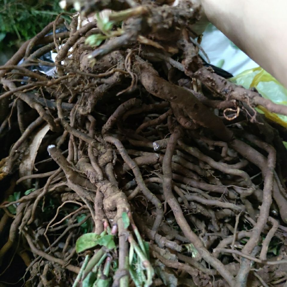 伟博散结化瘤, 红三娘 谢三娘 紫花丹 新鲜现采 500克【嘉万滋补品】