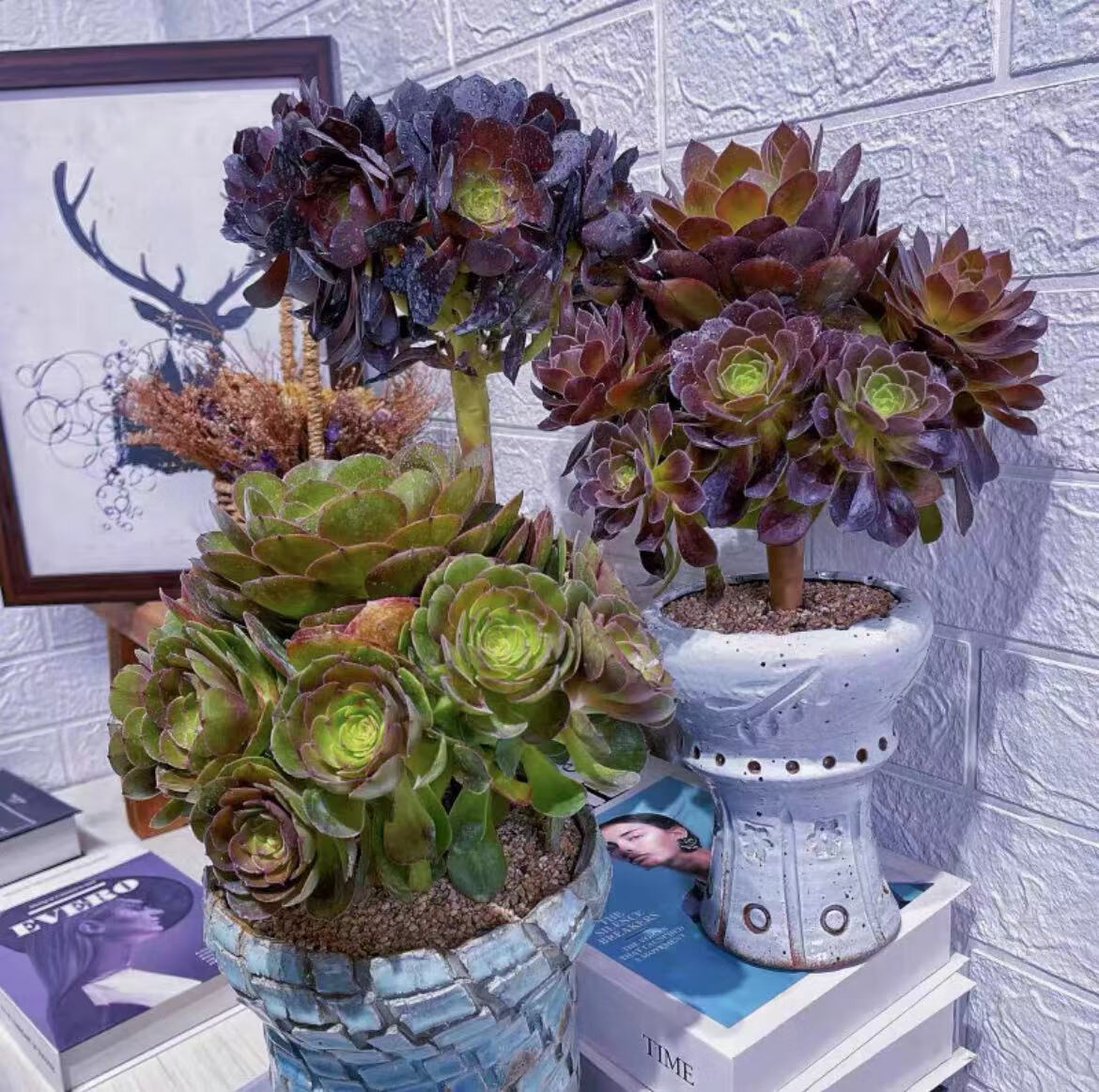 采缇(caiti)好看的多肉植物 荷兰圆叶玫瑰法师老桩 多头群生多肉植物