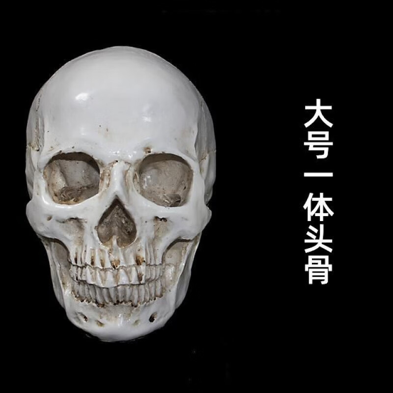 艺用人体肌肉骨骼骷髅头骨美术绘画解剖头颅素描头盖骨模型几何体