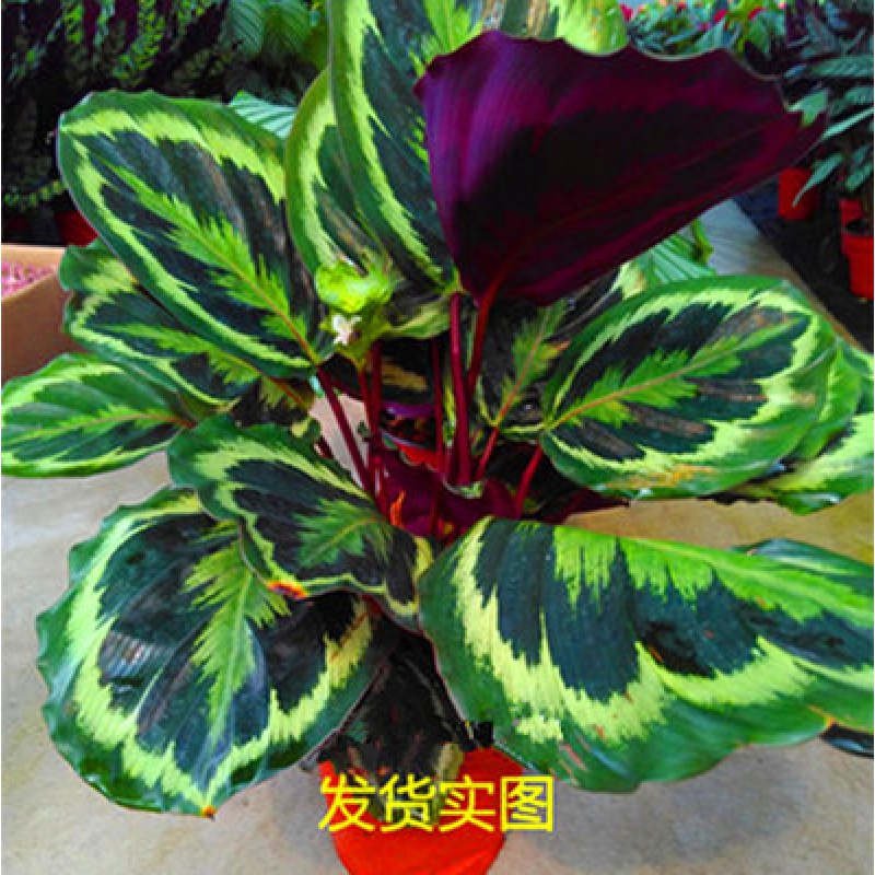 红如意皇后红叶万年青皇后创意盆栽花卉植物 彩美丽竹芋23cm高一盆 不