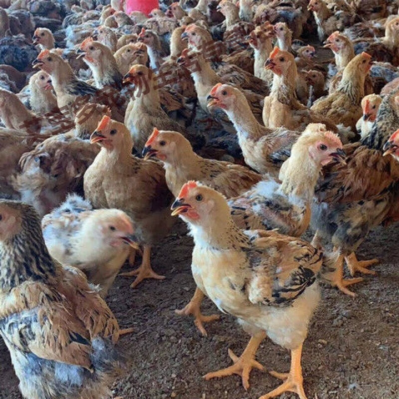 斤黄红毛鸡9鸡苗五黑鸡麻鸡土鸡草鸡苗(6只起发) 半斤九斤红一只价格