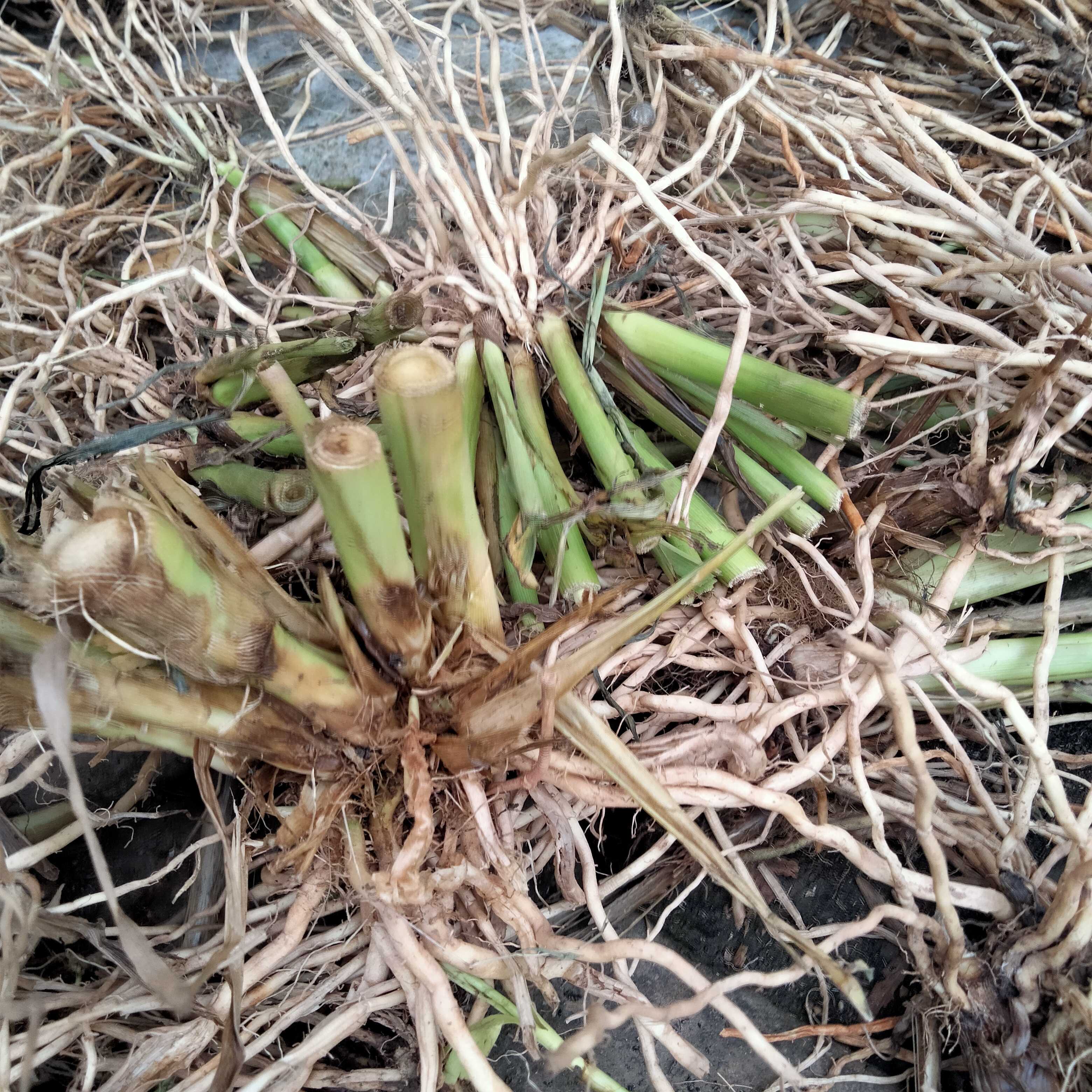 薏苡根中草药尿珠子根薏米根草珠子根五谷根纯根晒干京東i自營 新鲜