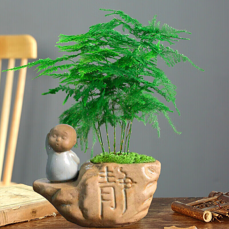 中梦 文竹盆栽植物室内办公室绿植花卉盆栽盆景四季常青小盆栽 静字