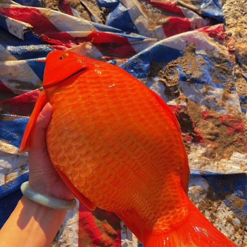 观赏鱼火红荷包鲤风水红红火火发财鲤元宝红鲤鱼苗商品鱼活鱼正宗