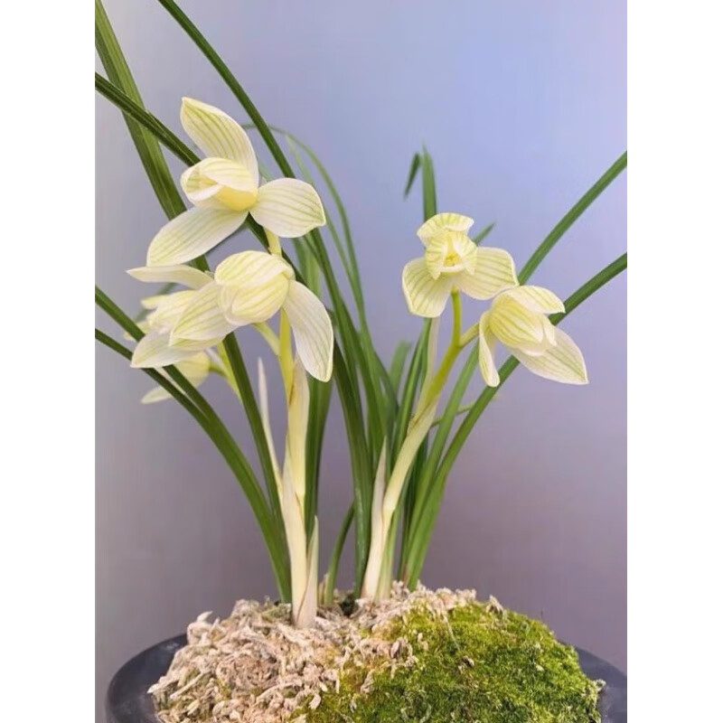 花卉兰花苗 莲瓣兰女儿红 阳台客厅庭院好养易活绿植 白雪公主5苗58