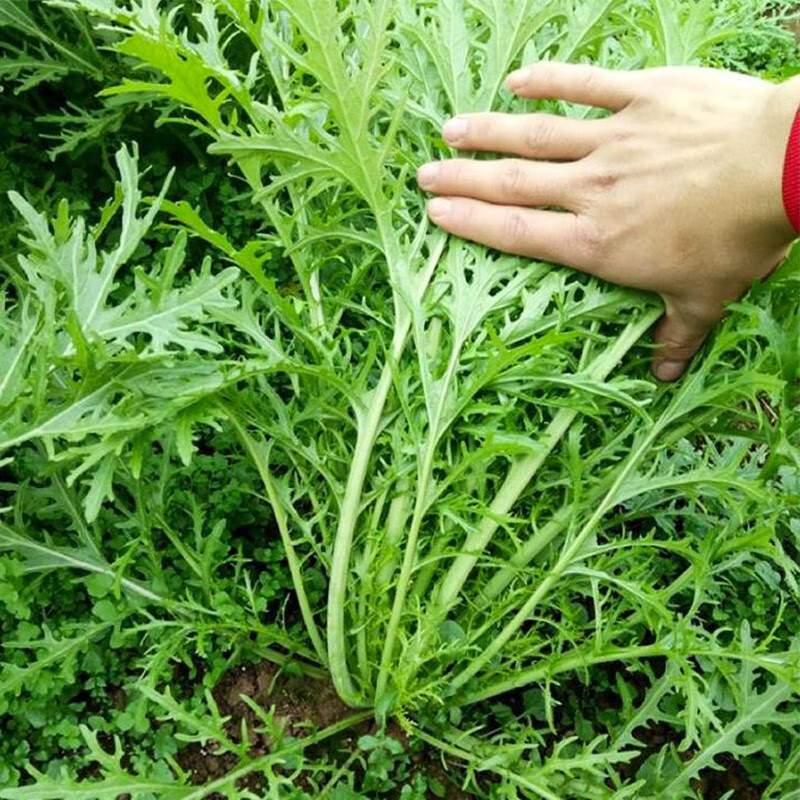 京东蔬菜类历史售价查询网站|蔬菜类价格历史