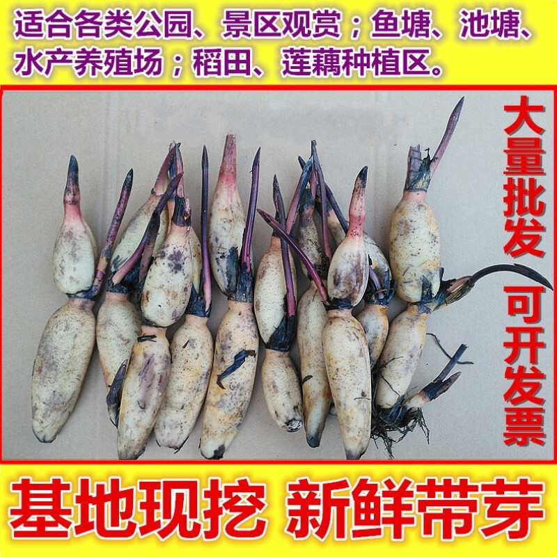 种苗藕种观赏荷花池塘种藕水培稻田鱼塘深水浅水藕 鄂莲1号【食用藕】