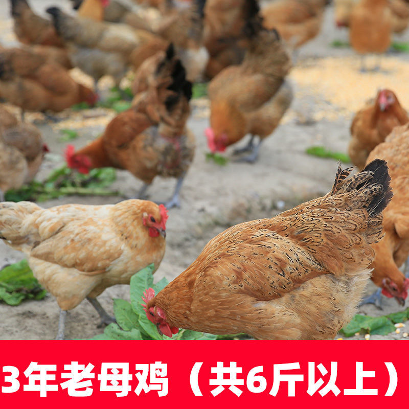 老母鸡农家散养2-3年现杀老母鸡土鸡月子走地鸡笨鸡 3年老母鸡2只【共