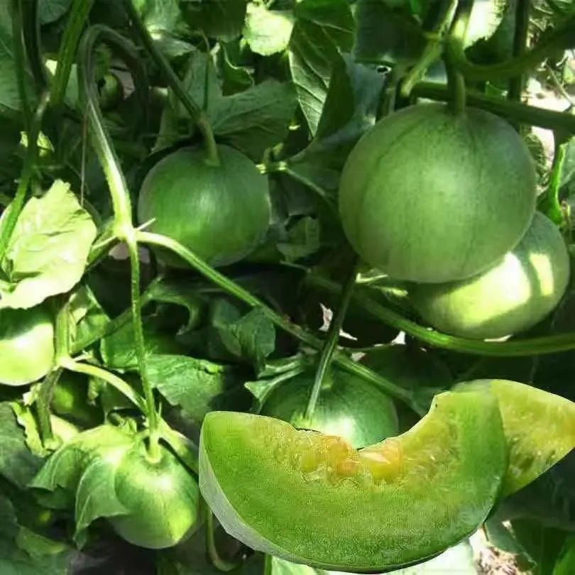 甜香瓜种子四季蔬菜种籽脆瓜早熟高产羊角蜜瓜 7#黑金甜96粒种子