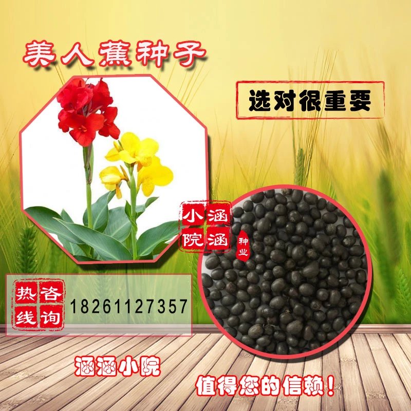 昊兰诺散装美人蕉种子 红艳蕉小花美人蕉 进口小芭蕉黄花美人蕉 美人