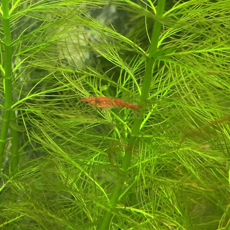 种虾亚成年樱桃抱卵虾抱蛋活体草缸小型虾 樱花繁殖组5公5母配2只备损