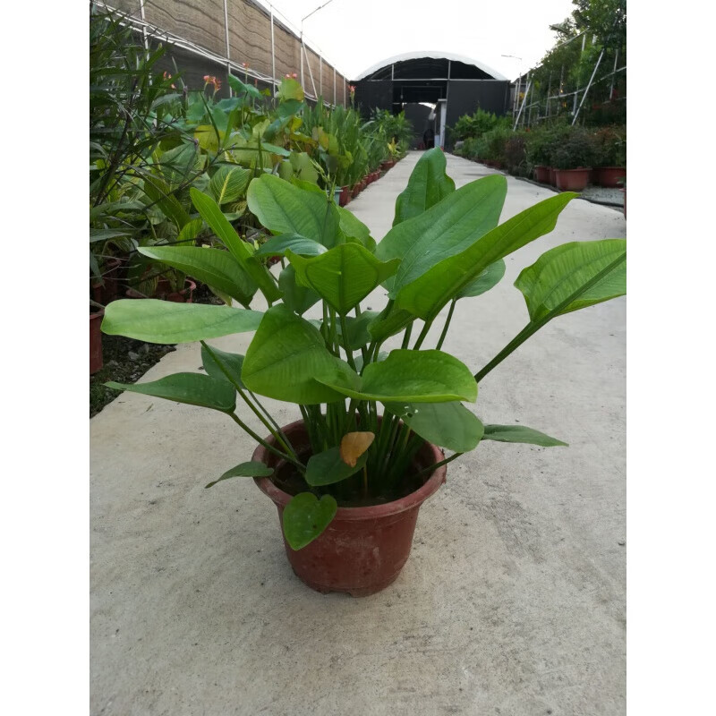 醉春木水生植物湿地花卉泽泻苗池塘河道绿化人工种植净化空气中草药