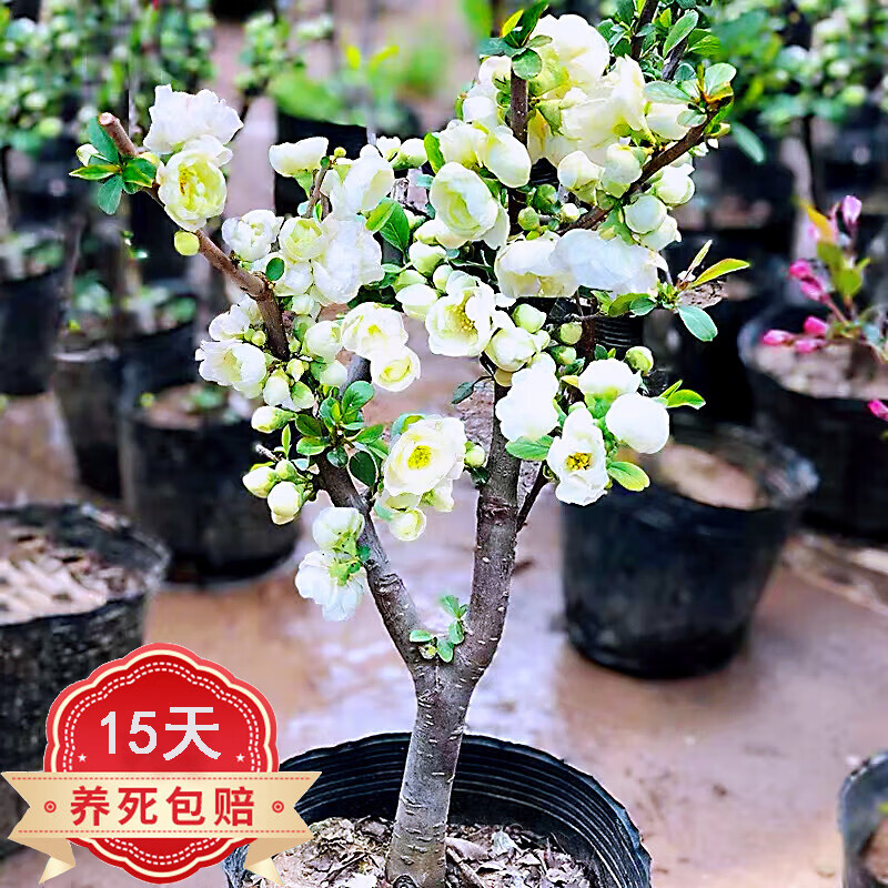 镜之月北美海棠盆栽盆景植物阳台庭院花卉绿植物盆景 绿宝石海棠直径2