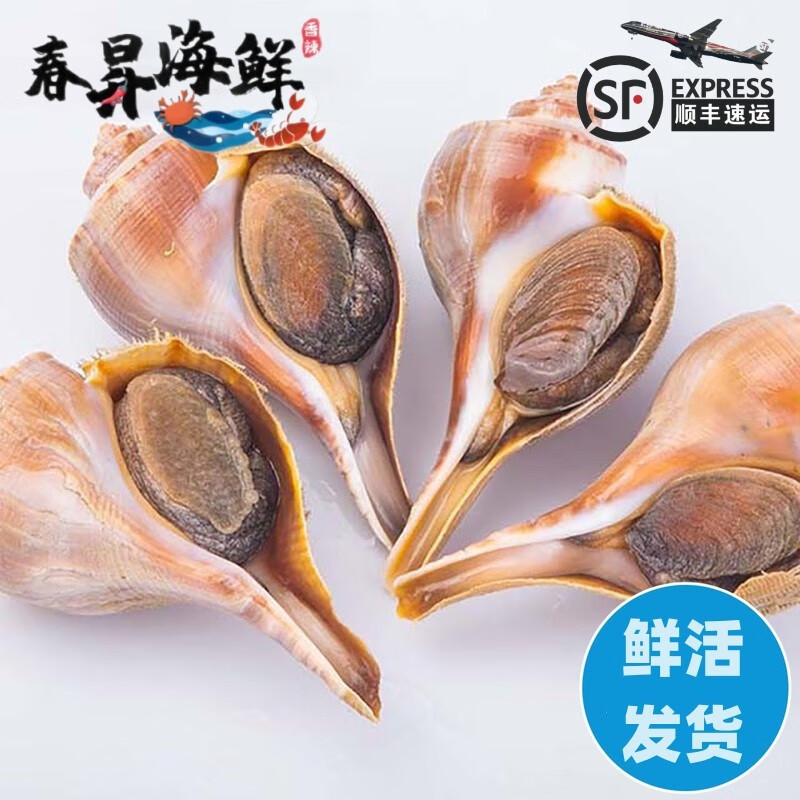 李享食丰【活鲜】 鲜活美国响螺大响螺 海鲜螺类 美国大响螺1斤[1-2个
