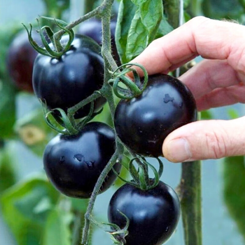 三千苗 黑钻石樱桃番茄种子西红柿种籽耐病四季播阳台盆栽农家蔬菜孑