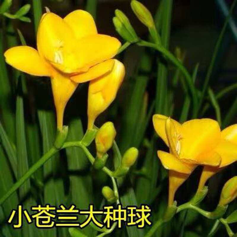 瑞蔬源小苍兰种球香雪兰种子花绿植盆栽地栽耐寒小苍兰随机色种球10个