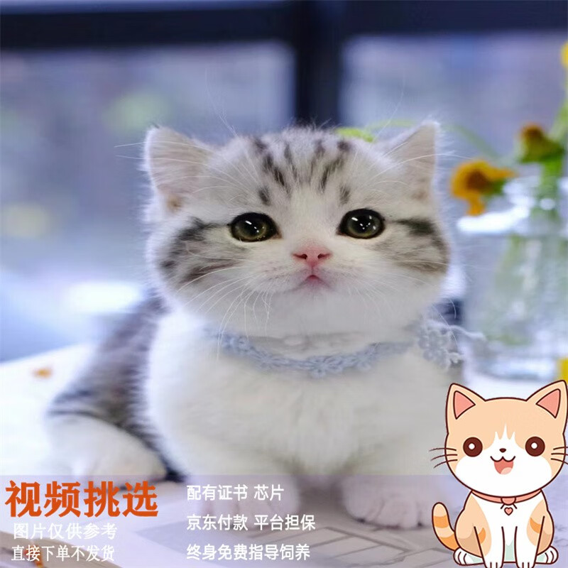 猫虎斑矮脚猫美国短毛猫幼崽活体宠物猫咪 宠物级  随机发,不挑选 公