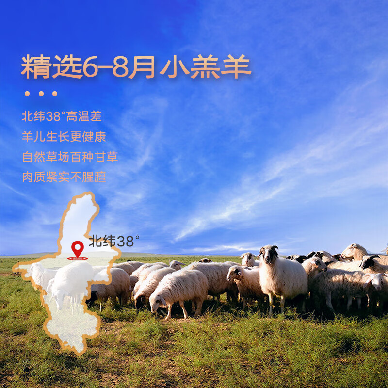 午羊 宁夏滩羊肉 生鲜分割半只羊排年货礼盒羊腿羊蝎子烧烤火锅食材  【宁夏滩羊】分割半只羊6斤