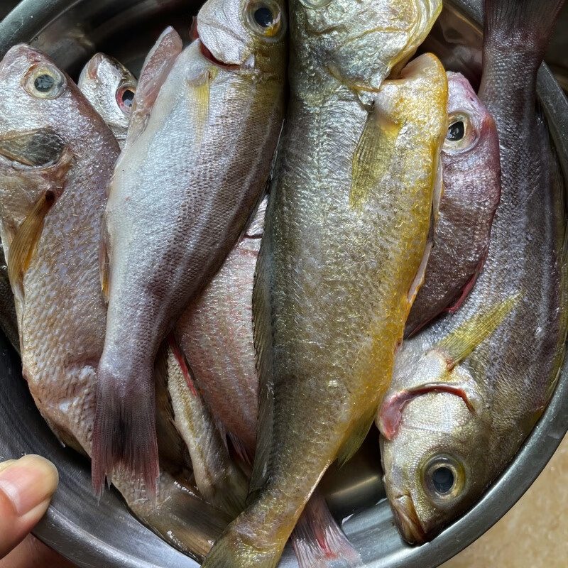 厦门海鲜海钓杂鱼盲盒 海捕野鱼9种随机搭配发货 400克/袋 本港杂鱼杀