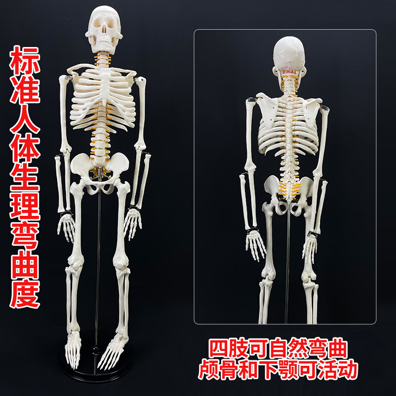 人体骨骼模型肌肉骨架脊柱成人小白骷髅教学小脊椎全身医学3d解剖 85