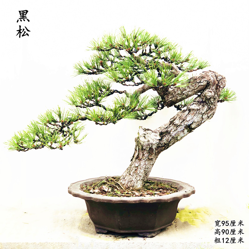 黑松盆景树桩植物花卉盆栽庭院阳台大阪松罗汉松五针松真柏 绿色 带