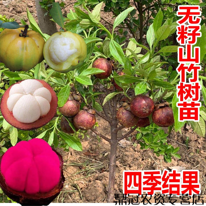 无籽山竹树苗当年结果四季带土带叶种植成活高四季可种南北方耐寒