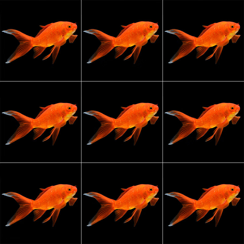 逸乐宠 纯种观赏鱼锦鲤活体大型好养耐活红白冷水淡水小鱼苗龙凤金鱼