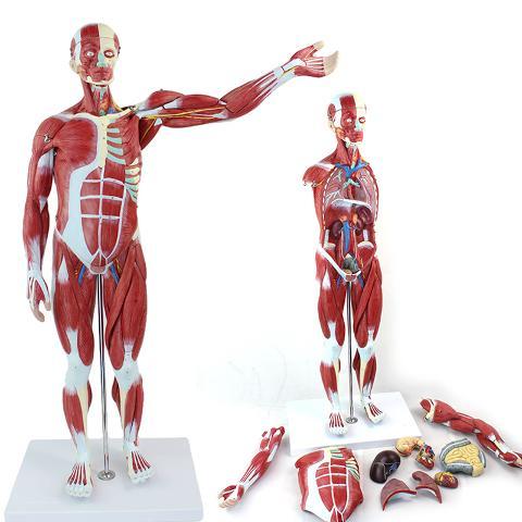 医学教学人体全身肌肉模型内脏器官解剖结构组织拆卸运动仿真教具 78