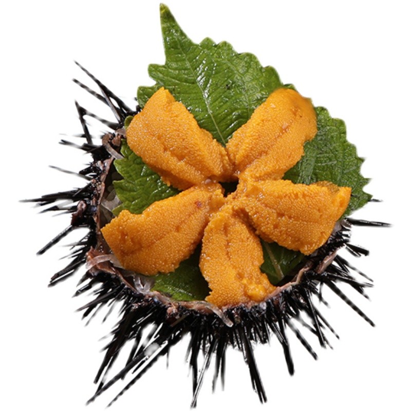 三蟹岛烟台 紫海胆 海胆 马粪海胆 鲜活海胆蒸蛋 刺身材料 日料海胆