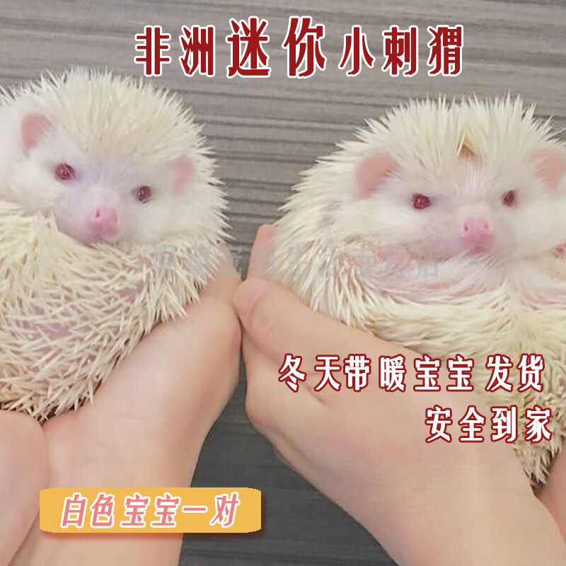 smvp非洲迷你刺猬活物纯种无虫打过疫苗活体家养刺猬幼崽带笼子 白化