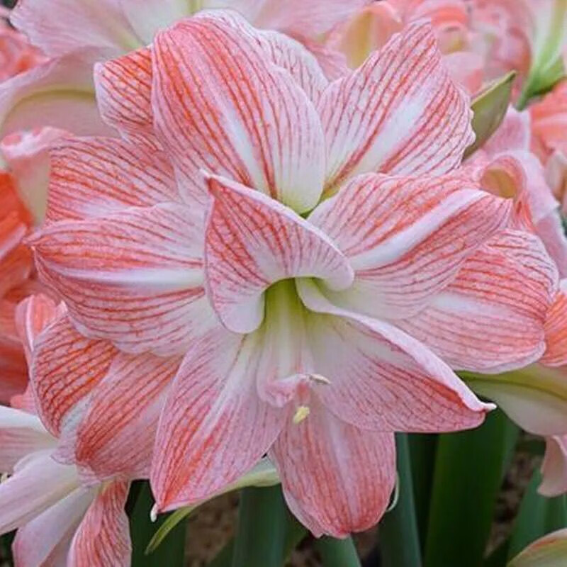 朱顶红四季开花多年生种球室内外盆栽花卉种子好养活 粉色荣耀浓香