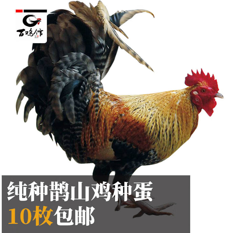 姬卉纯种鹊山鸡种蛋受精蛋雀山鸡飞鸡柴鸡小型观赏鸡蛋藏鸡蛋可孵化蛋