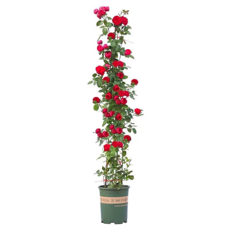 1.5米高大苗 藤本月季花粉龙苗大花浓香型庭院地栽盆栽爬藤蔷薇 粉龙 1.5米(大苗)