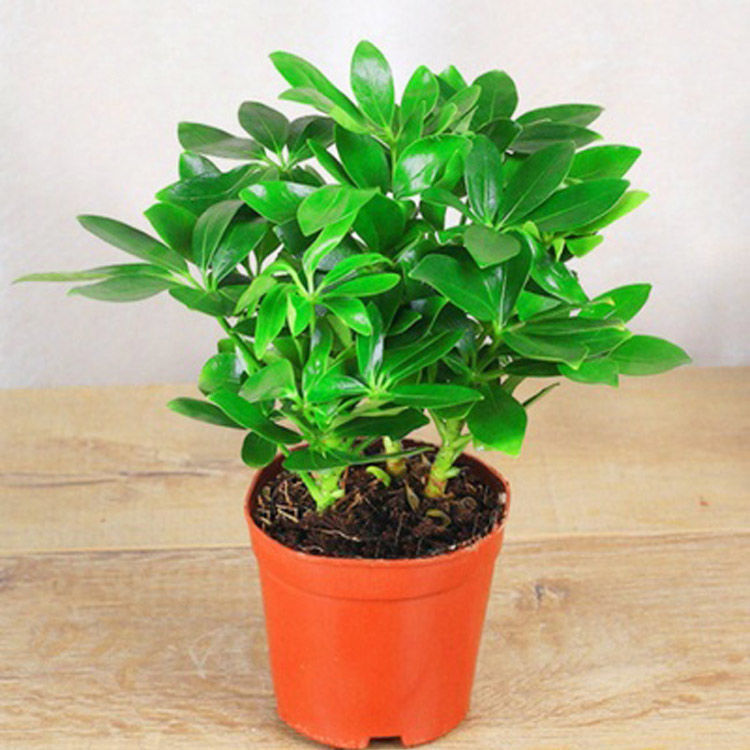 季常青鸭脚木室内绿植盆栽花七叶莲花卉批发 八方来财4颗(基地简易盆)