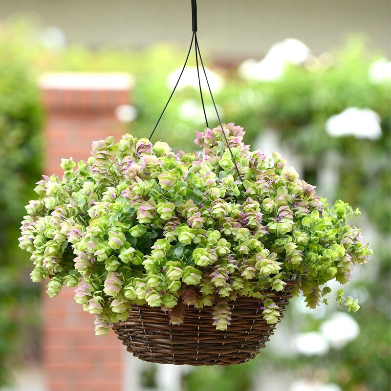 桔梗蜀葵美人蕉观赏牛至花卉种子 观赏牛至 折纸画