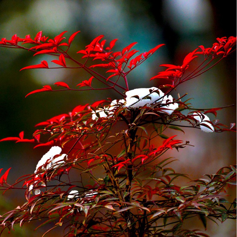 mojy南天竹盆栽小苗火焰红南天竹红天竹苗耐寒观叶花卉植物阳台花园花