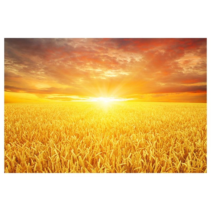 狮新中式光客厅卧室墙贴装饰画稻田麦穗稻子风景画自粘壁画 丰收麦田